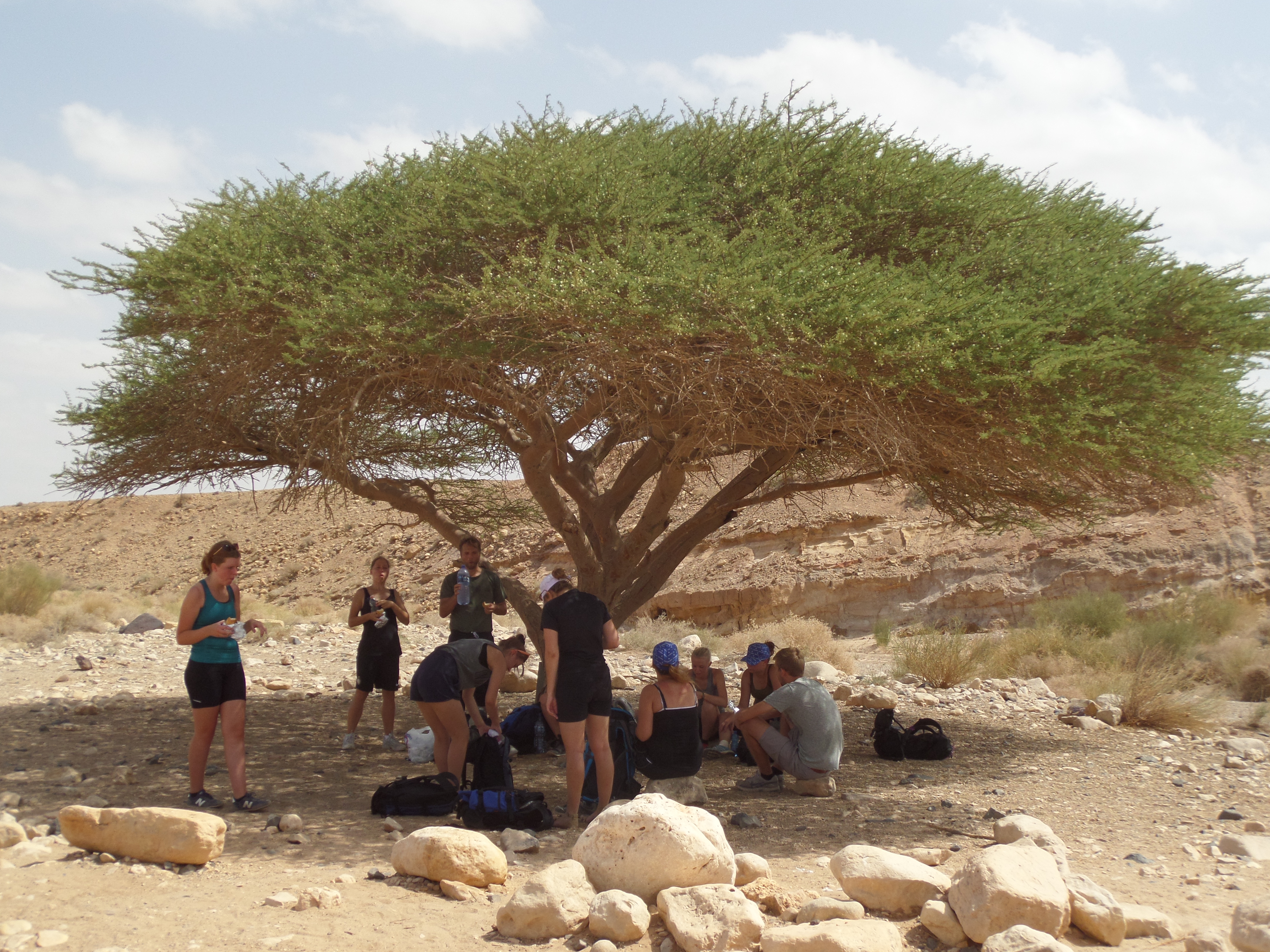Et af de eneste træer i Makhtesh Ramon