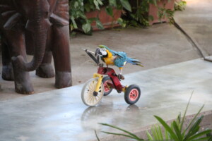 Cyklende papegøje